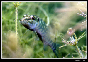 Pike :-) by Daniel Strub 